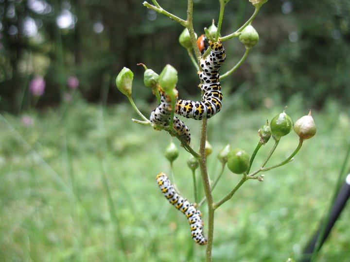 Cuculies de la scrophulaire